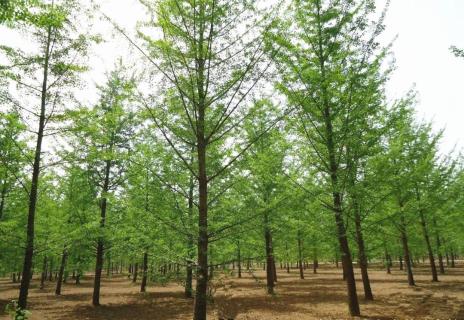 明光市市委书记被杏彩娱乐企业文化深深感动 | 深入沟通合作空间广阔