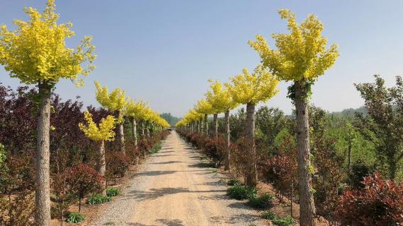 明光市市委书记被杏彩娱乐企业文化深深感动 | 深入沟通合作空间广阔