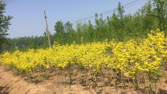 明光市市委书记被杏彩娱乐企业文化深深感动 | 深入沟通合作空间广阔